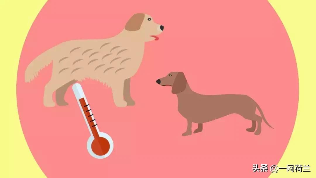 酷热情报:荷兰气温已破历史最高纪录,防暑抗暑计划启动