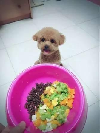 为什么泰迪会有跨骑,为什么泰迪喜欢冲撞过往车