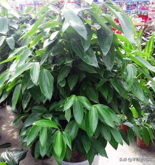 平安树叶子发干发黄怎么回事,平安树叶子一直发黄什么原因