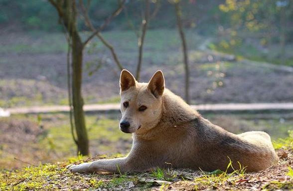 农村老土狗收购,农村有人高价收购10年以上老土狗