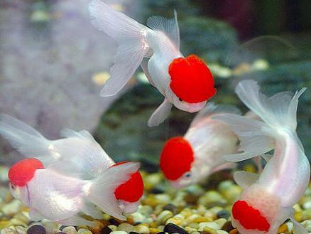 观赏鱼烂了,观赏鱼烂皮能治好吗