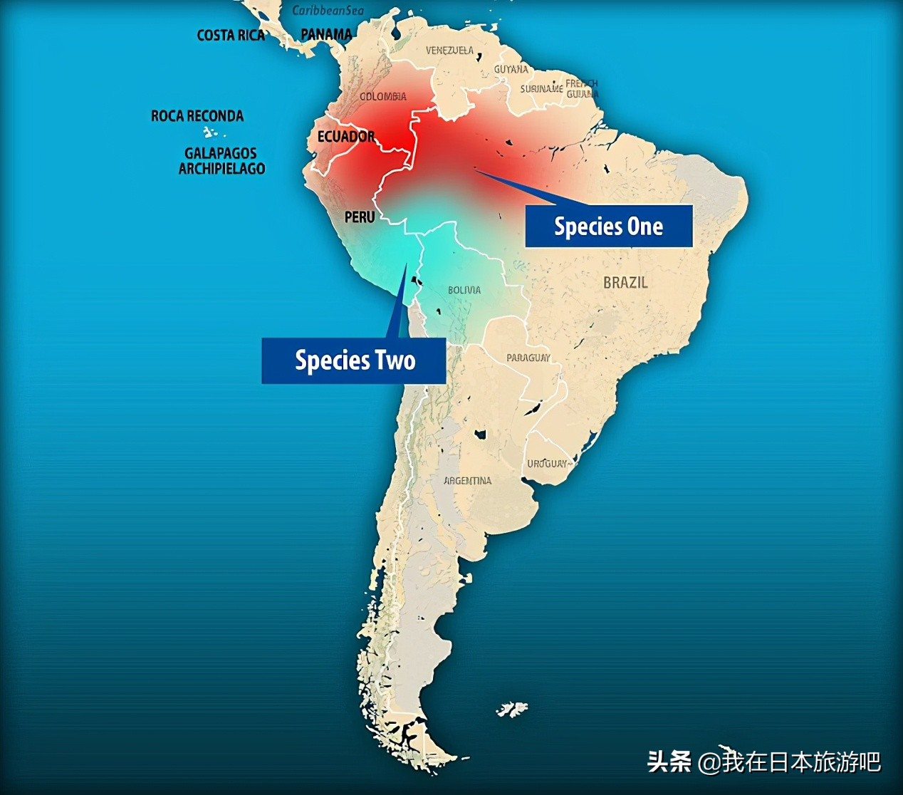 世界上最小的猴子和大猩猩,世界上最小的猴子有哪些