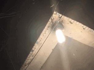 雨后爆发的飞蚁,靠超强繁殖苟了2亿年却沦为“优质蛋白来源”