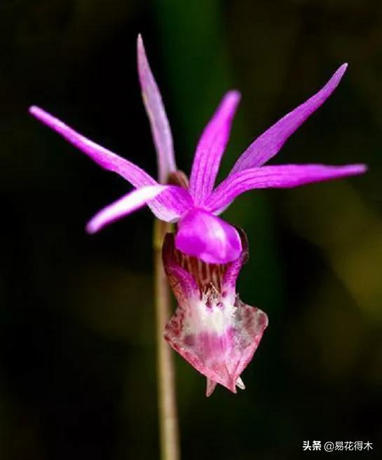布袋兰花品种图片大全,我国特有的单种属珍稀濒危兰花