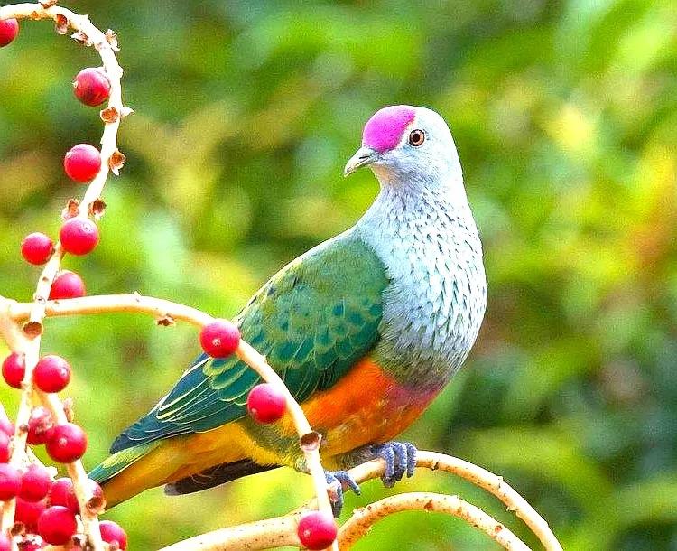 大洋洲国鸟,大洋洲国鸟图片