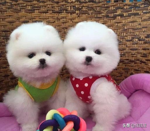 如何正确的挑选博美犬,如何挑一只纯种博美