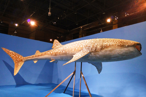 有独特功能的动物尾巴,小动物的尾巴的作用