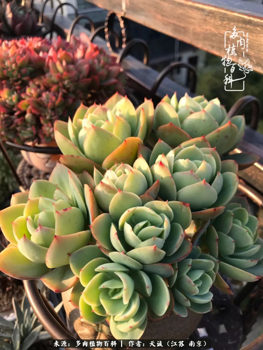 鍙拱瀵圭殑涓嶄拱璐电殑灏忔牱,鍙拱瀵圭殑涓嶄拱璐电殑鍥剧墖灞曠ず