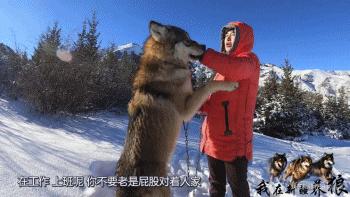 哈士奇养成狼,狼被养成了哈士奇