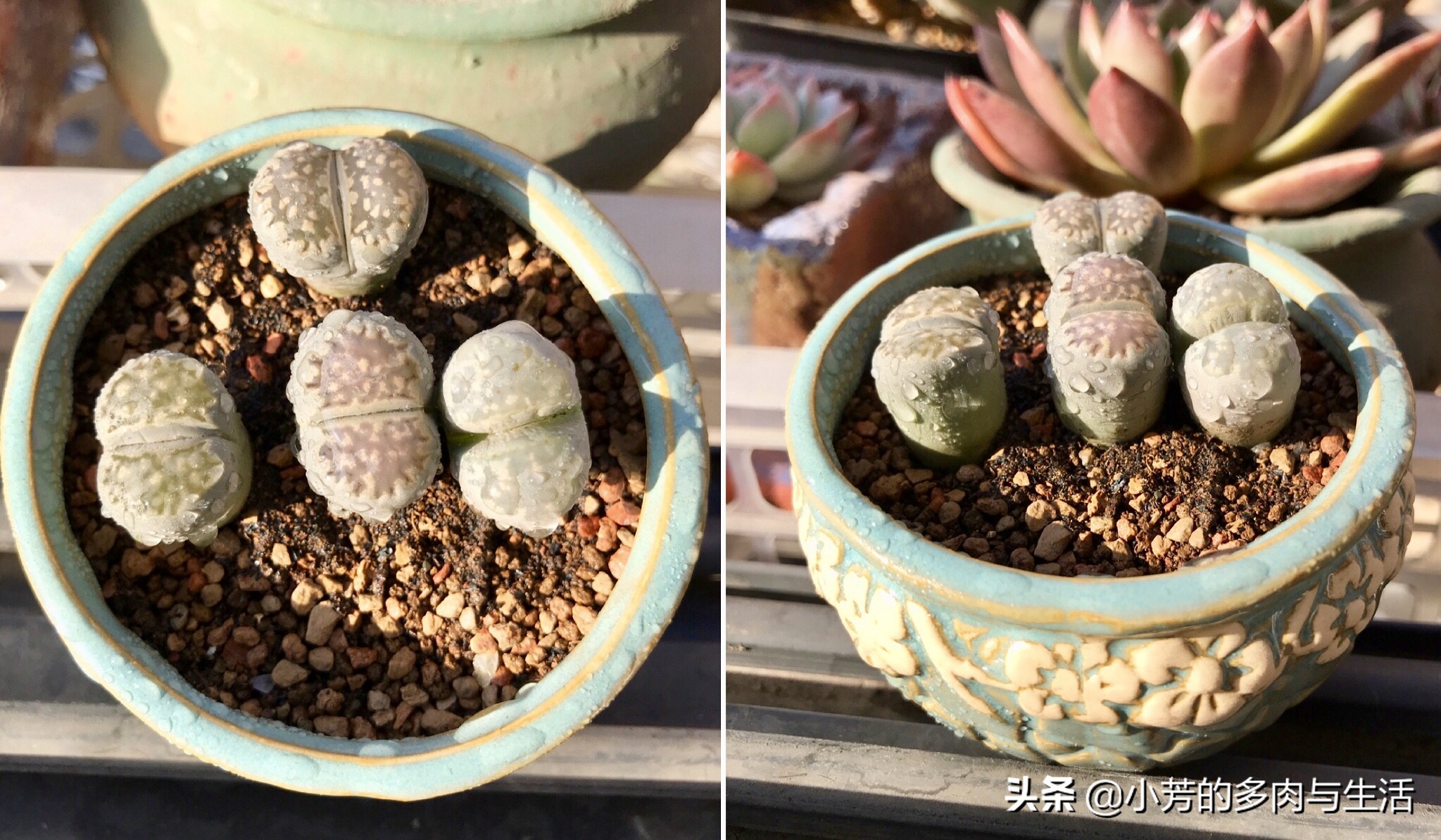 多肉生石花需要修根吗,多肉生石花怎么发根