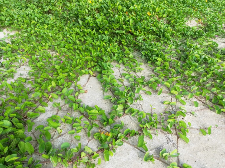 物以类聚人以群分的意思,物以类聚人以群分下一句怎么说