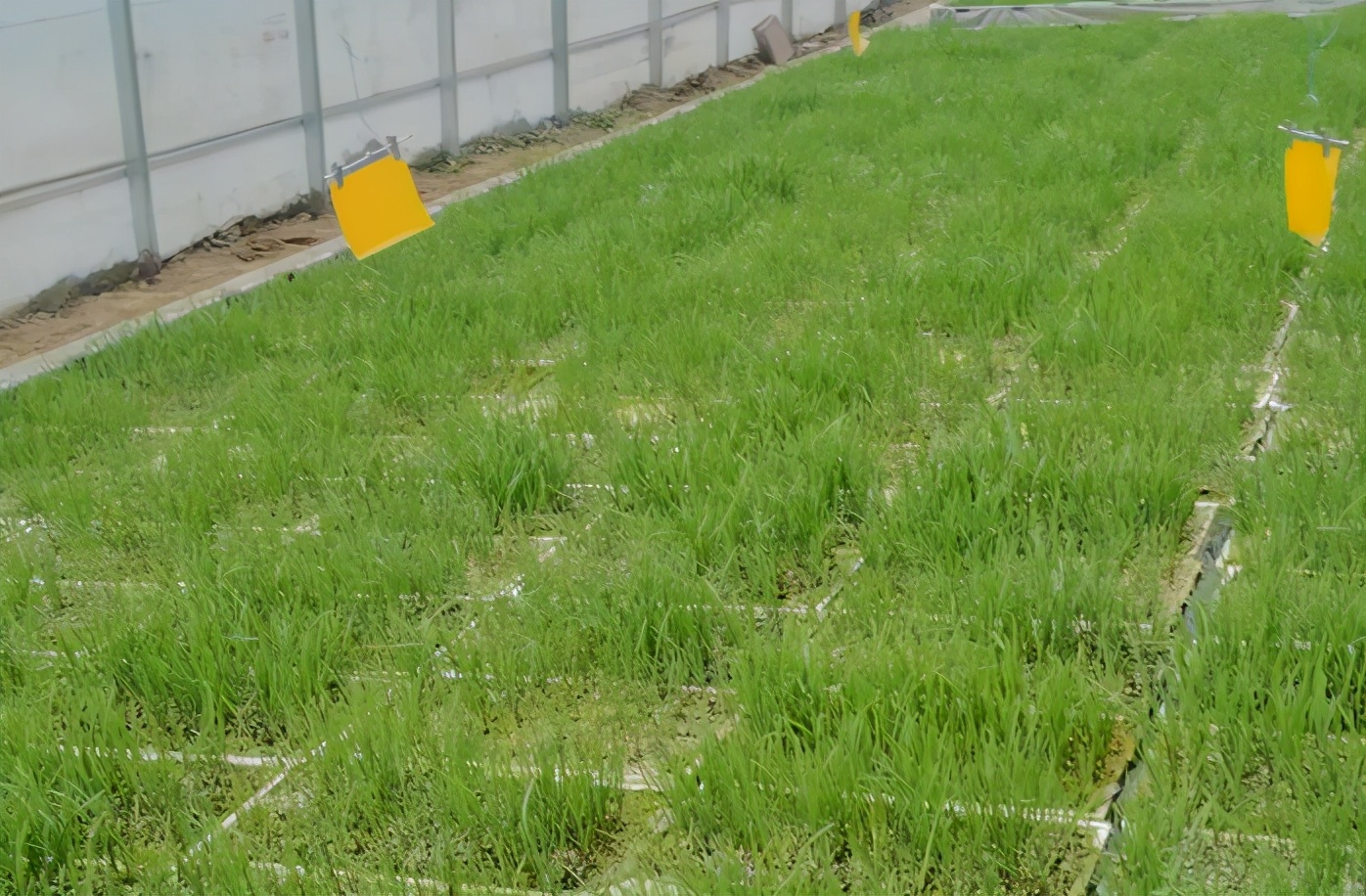 韭菜长势不旺还有黄叶怎么回事,韭菜干黄叶怎么办