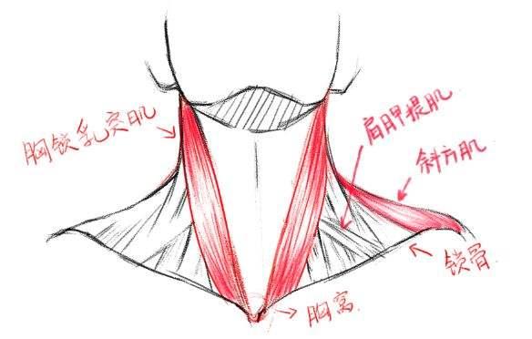 胸锁乳突肌疼痛及原因,胸锁乳突肌疼痛怎么康复解决