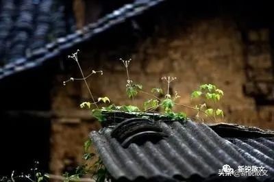 鲁家大院拍摄真实故事,鲁家大院在哪里