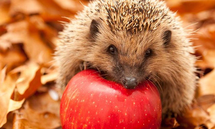 购买宠物用品需要什么,购买宠物须知