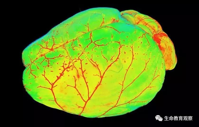 看完后，整个人都有点不对劲了（传播生物知识）