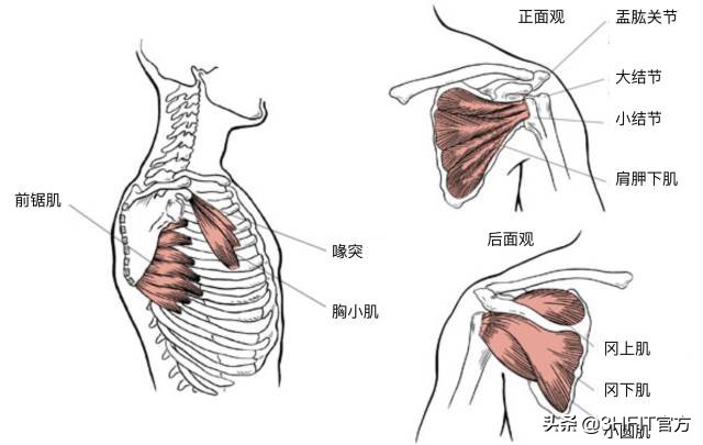 “得肩胛骨者得天下”——如何提高肩关节稳定性
