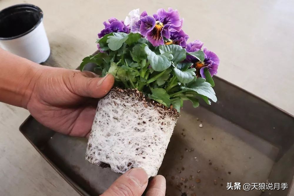 三色堇花卉盆栽,四季开花盆栽三色堇