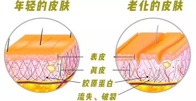 胶原蛋白真实测评打假,胶原蛋白真相大求真