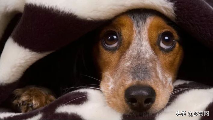 狗狗害怕主人怎样缓解,狗狗害怕主人还能恢复信任吗