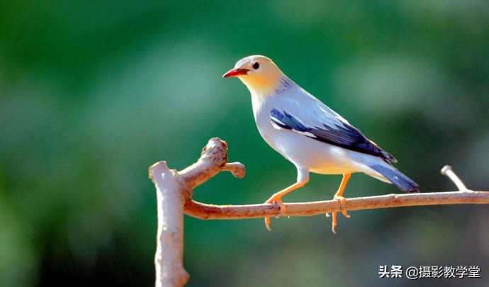 拍摄技巧和思路教学,摄影师拍鸟技巧大全