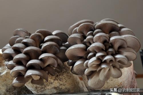 平菇怎样种植才能高产出,农民致富绝招蔬菜