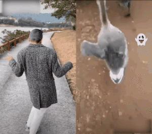 搞笑动图gif熊猫,搞笑动图gif阿姨