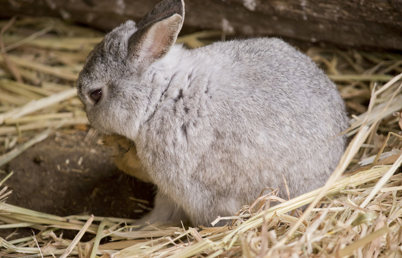 幼兔饲养方法和管理,养兔知识如何做好幼兔的饲养管理