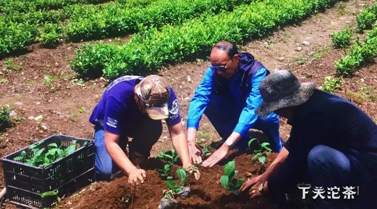 七子饼茶的历史背景,中茶牌七子茶饼铁饼