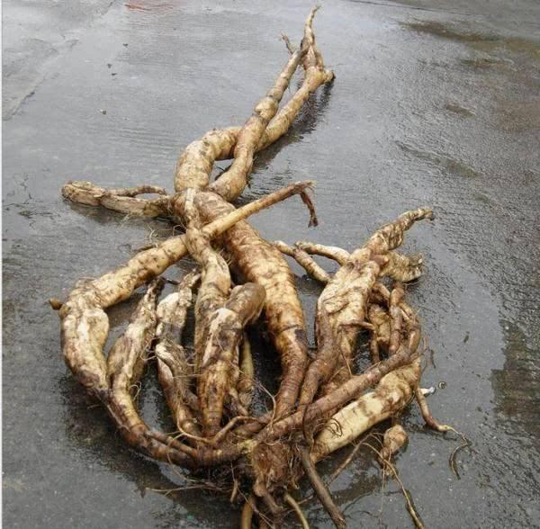 野生葛根有些什么用途,野生葛根的用处是什么