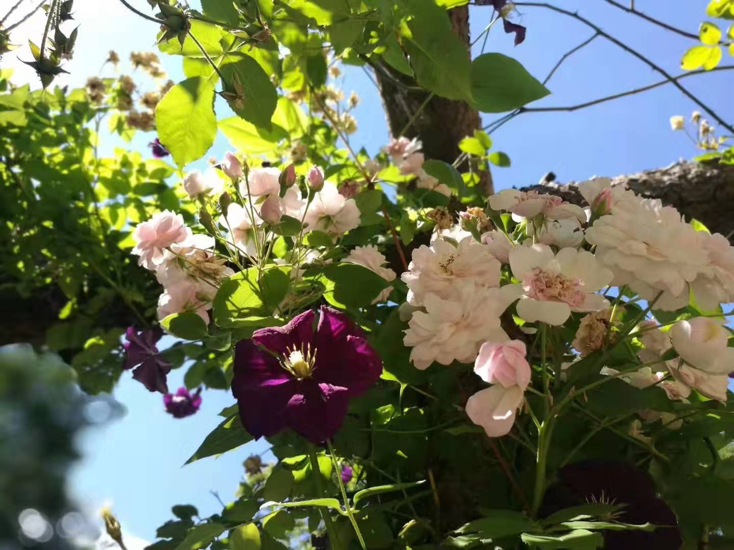 去英国旅游要学会英语吗,去英国旅游英语要到什么水平