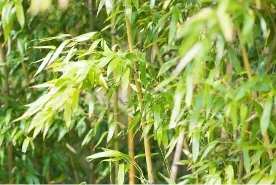 网红滑道来啦～竹海草坪架彩虹，清泉一道深氧醉