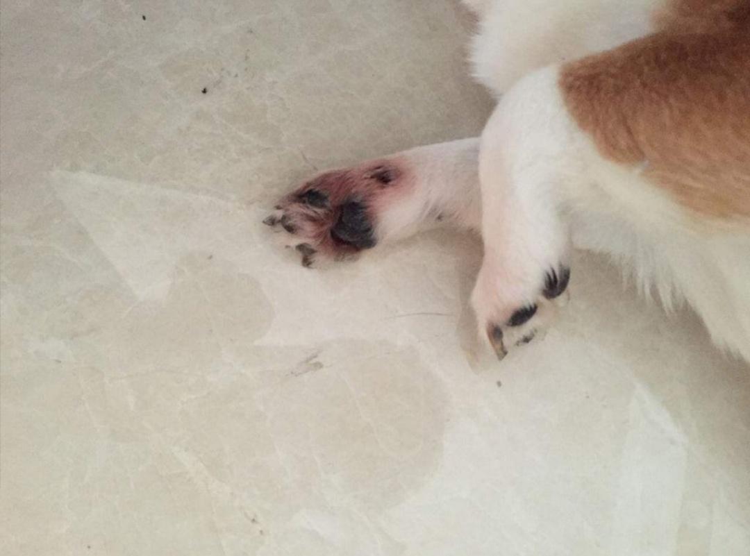 类似于人类脚气的狗狗趾间腺炎，原来是太干净惹的祸