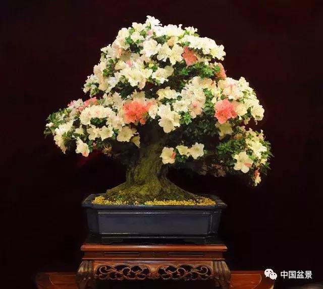 盆景植物最好养的,好养易活的盆景植物有哪些