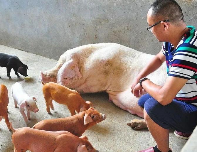 母猪奶水不好的主要原因,母猪奶水少快速解决方法