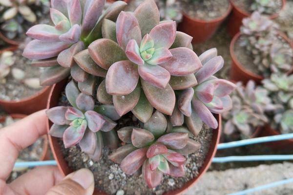 姬胧月叶片太多,姬胧月把叶片养的肥厚