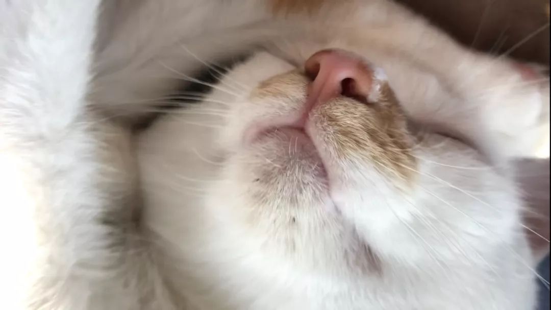 怎么预防猫咪黑下巴,三分钟搞定猫咪黑下巴问题