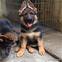 狗狗怀孕了需要注意什么,狗狗第一次来姨妈需要注意什么