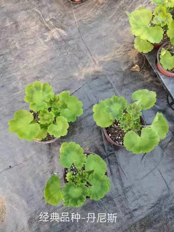 阳台天竺葵容易爆花品种,天竺葵最能开花的品种