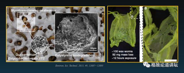 这个诞生不过百年的材料，却让发明者自杀“谢罪”