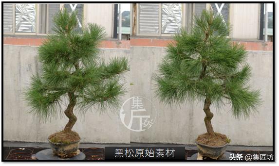 黑松盆景快速成型技术 (怎么让黑松盆景增粗变老不长高)