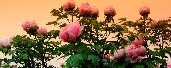 种牡丹花的方法,种牡丹花的材料