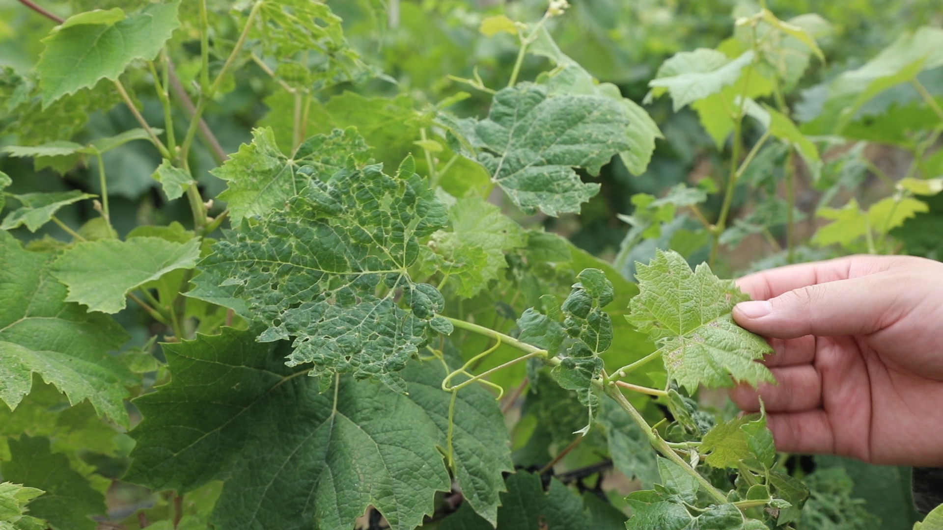 葡萄螨蝽象用什么药,葡萄蓟马绿盲蝽用啥药打