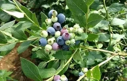 90后新农人回乡创业乡村振兴,大学生返乡创业与乡村振兴