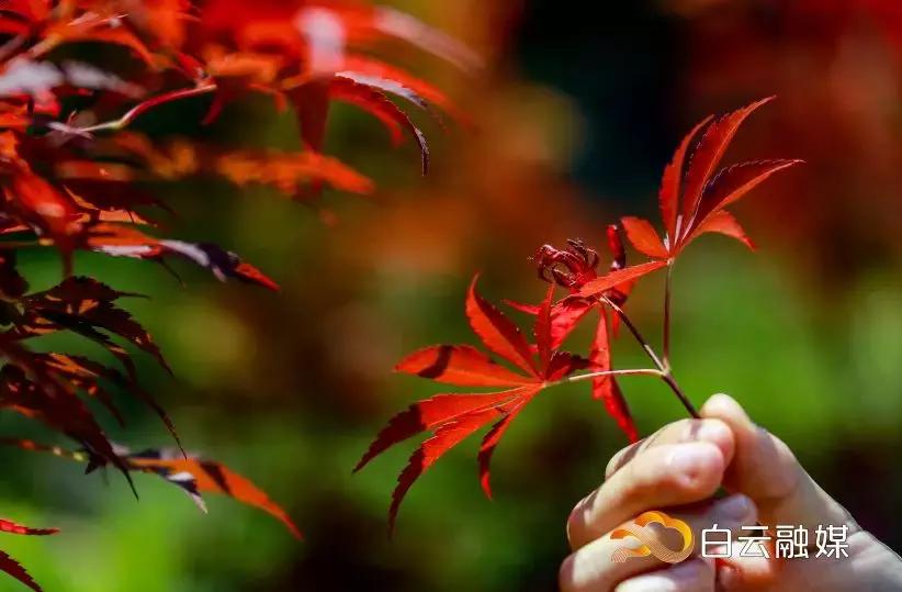 帽峰山看枫叶路线,帽峰山看枫叶