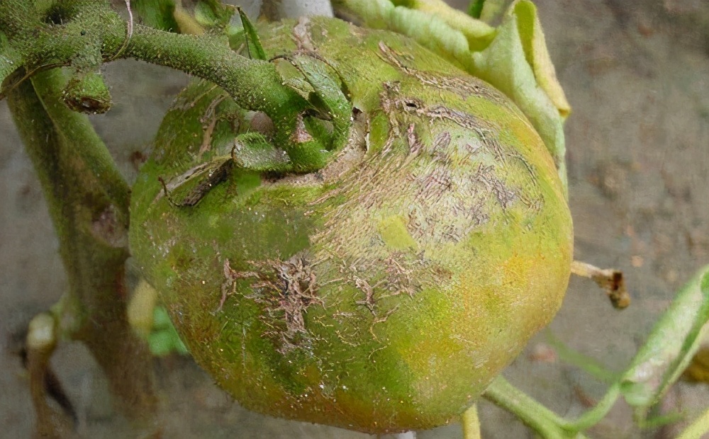 番茄果上有斑点是怎么回事,番茄果锈出现原因