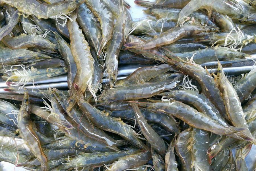 淡水虾养殖需要多长时间,淡水虾养殖在怎样条件下