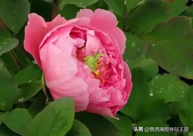 牡丹十大品种九大花系,牡丹进口品种图片及名称