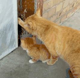 自从有了橘猫,我终于体会到什么叫“十橘九渣”!