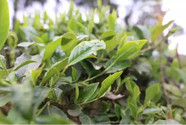 世界天坑之旅全集,世界天坑镇巴宣传片